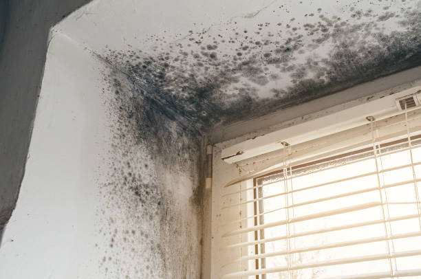 Affordable Mold Cleanup solutions in Phoenixville, PA